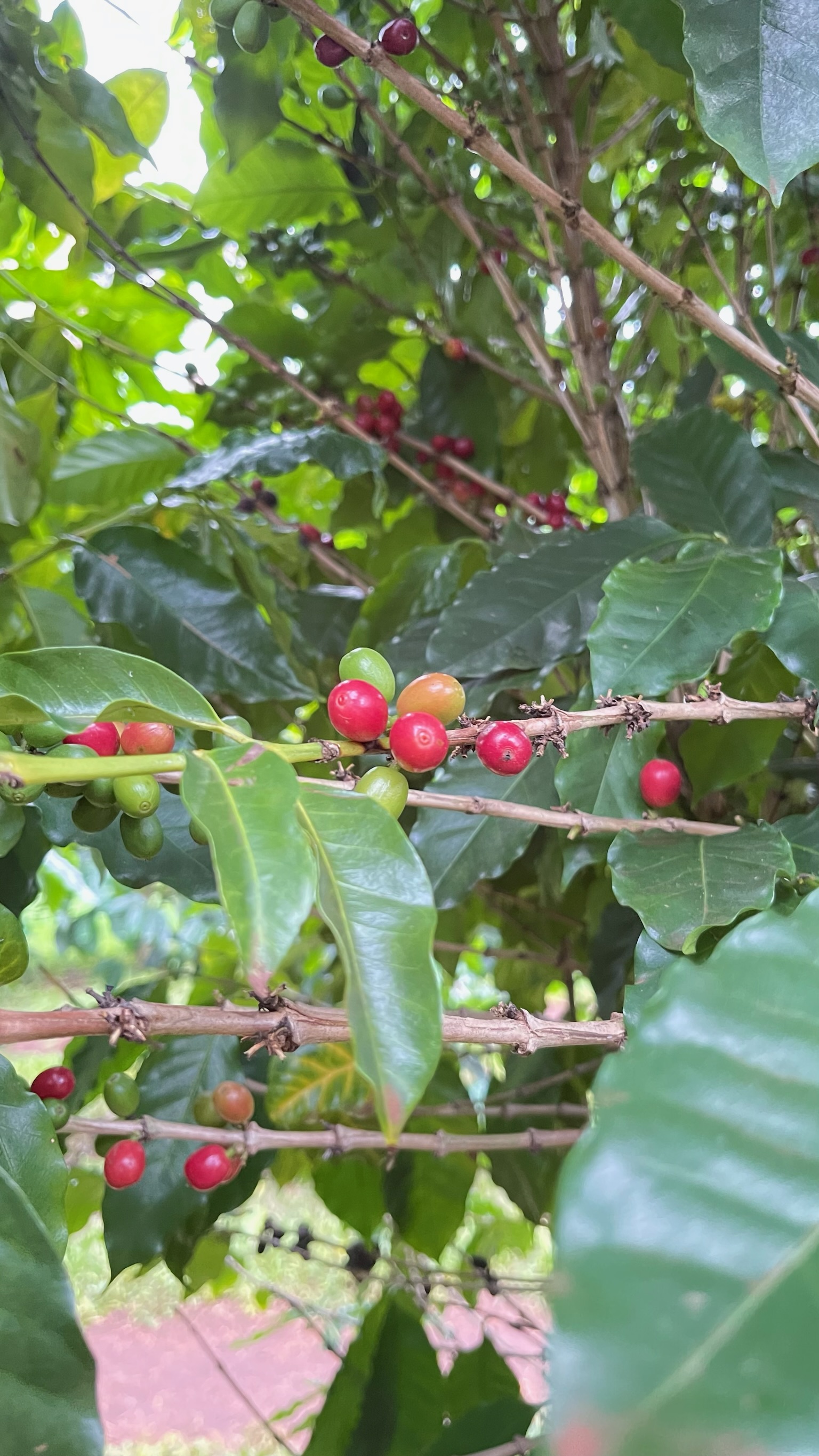 Coffee berries on branch