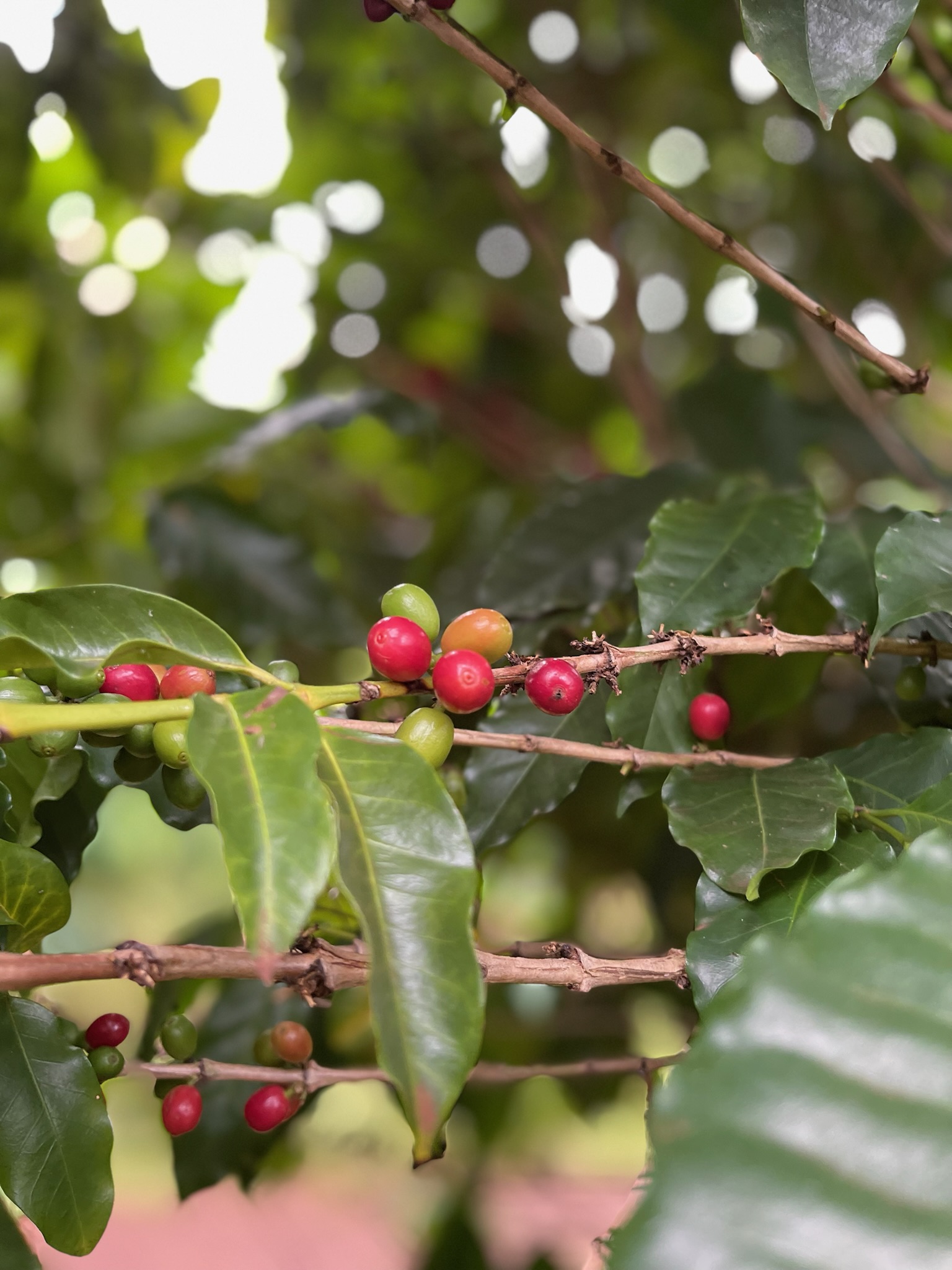 Coffee cherries close-up