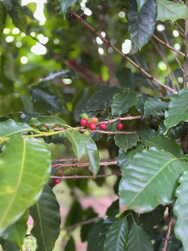 coffee-berries-3