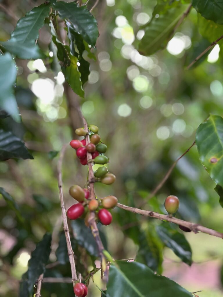 coffee-berries-4